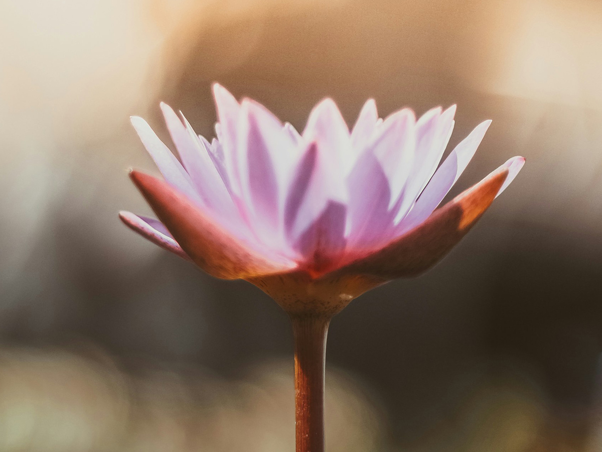 フェイシャル / アーユルヴェーダオイルマッサージ